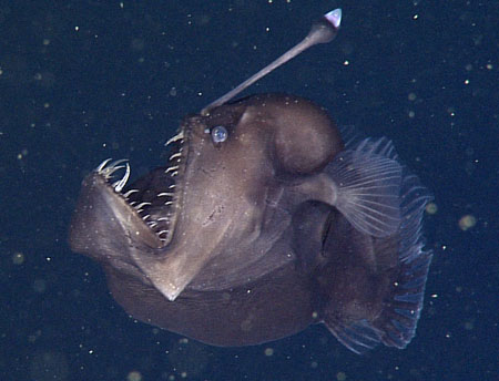 Anglerfish – A mélytengeri ördög